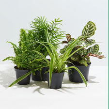 Indoor & Outdoor Plants Online in Pakistan | Plantmart.pk