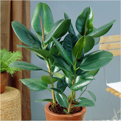 Rubber Plants