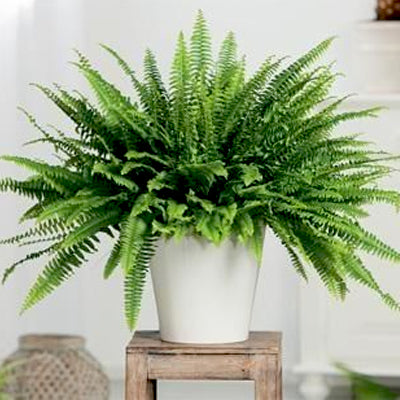 Ferns