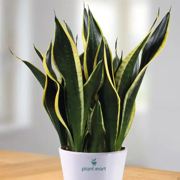Air Purifying Plants