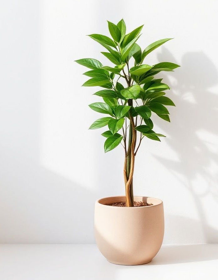 Outdoor Plants