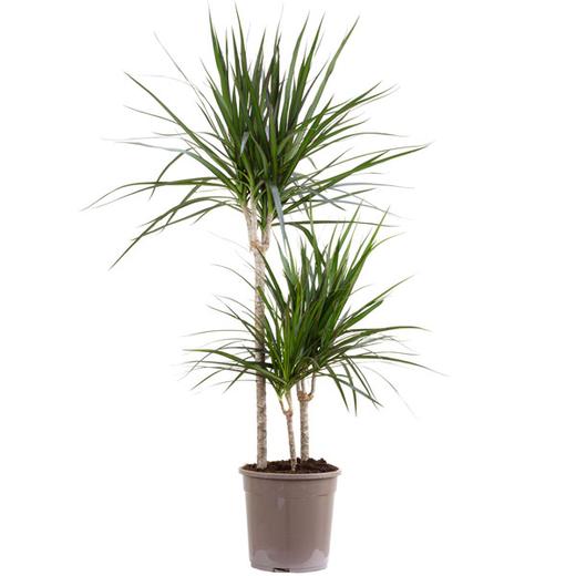 Dracaena Marginata