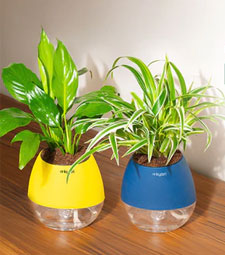 Pots
