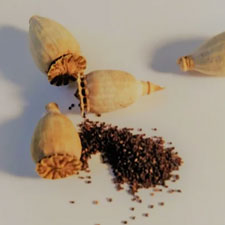 Seeds