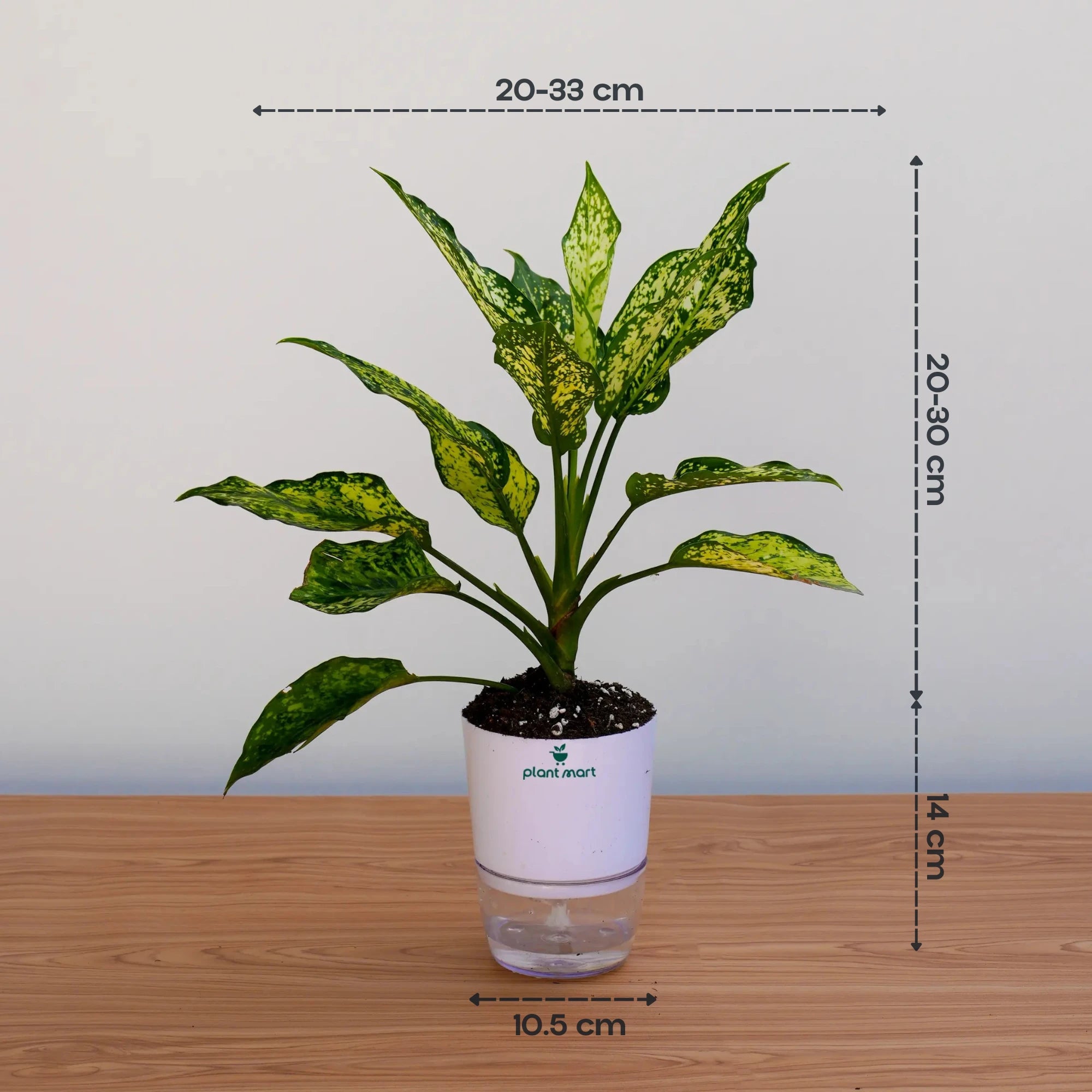 aglaonema price in pakistan Aglaonema Costatum – Green Chinese Evergreen Plant – PlantMart.pk
