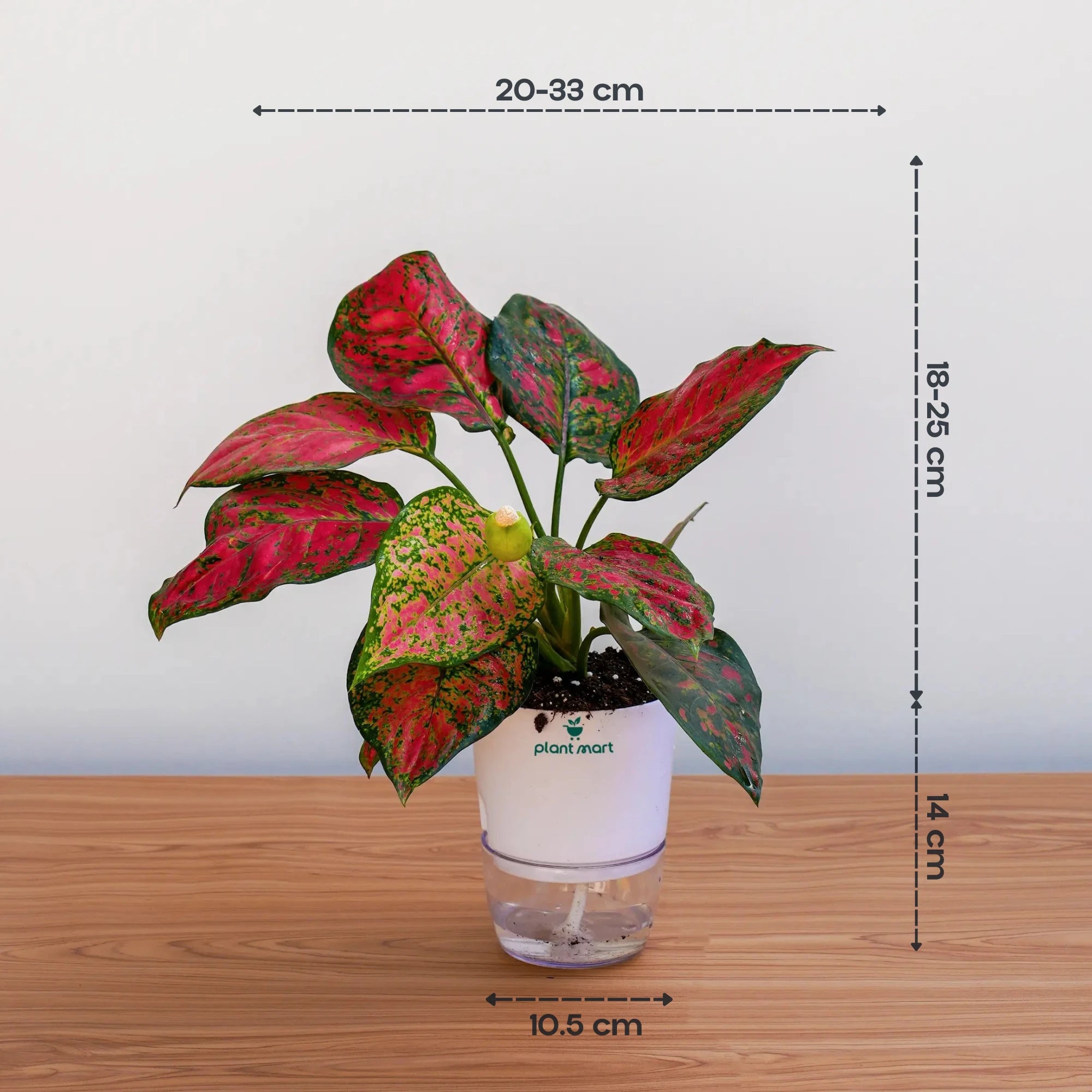 red dalmatian aglaonema Aglaonema Pink Dalmatian – Lovely Indoor Houseplant – PlantMart.pk