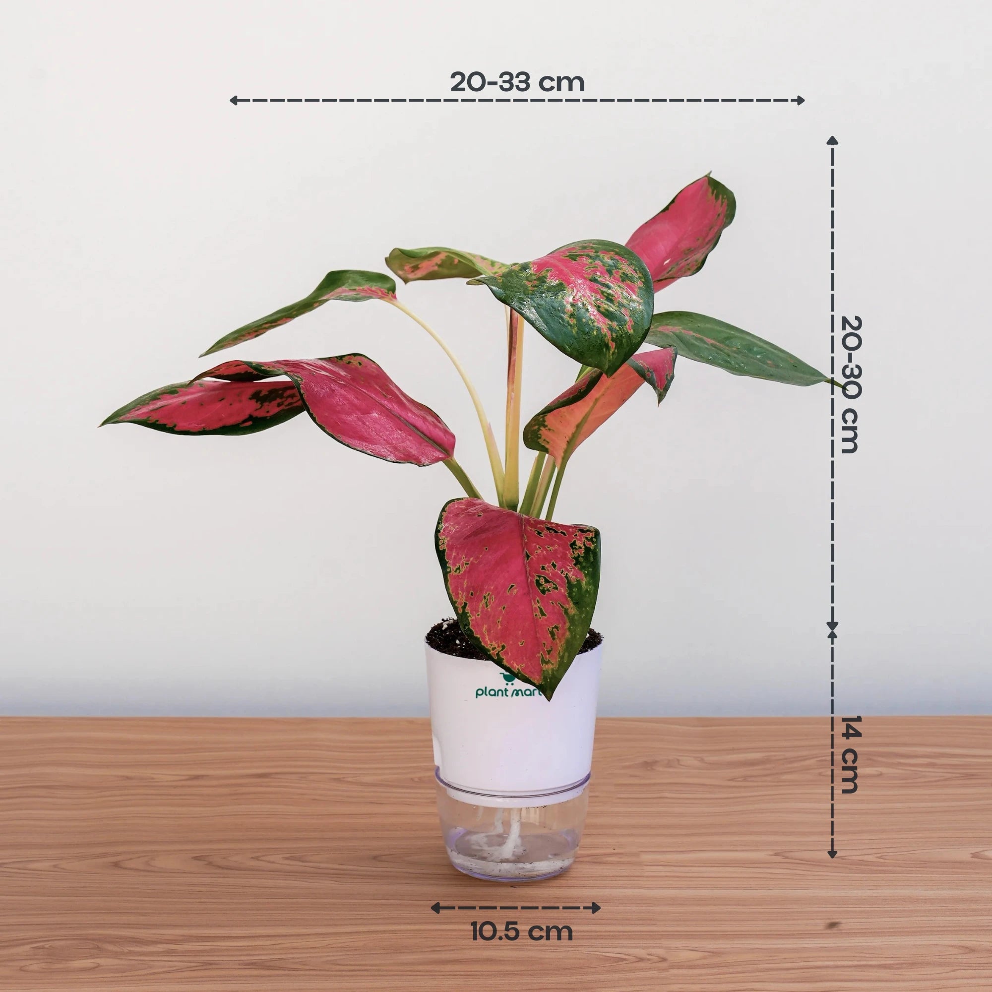 aglaonema anyamanee pets Aglaonema Anyamanee – Pink Ruby Indoor Plant – PlantMart.pk