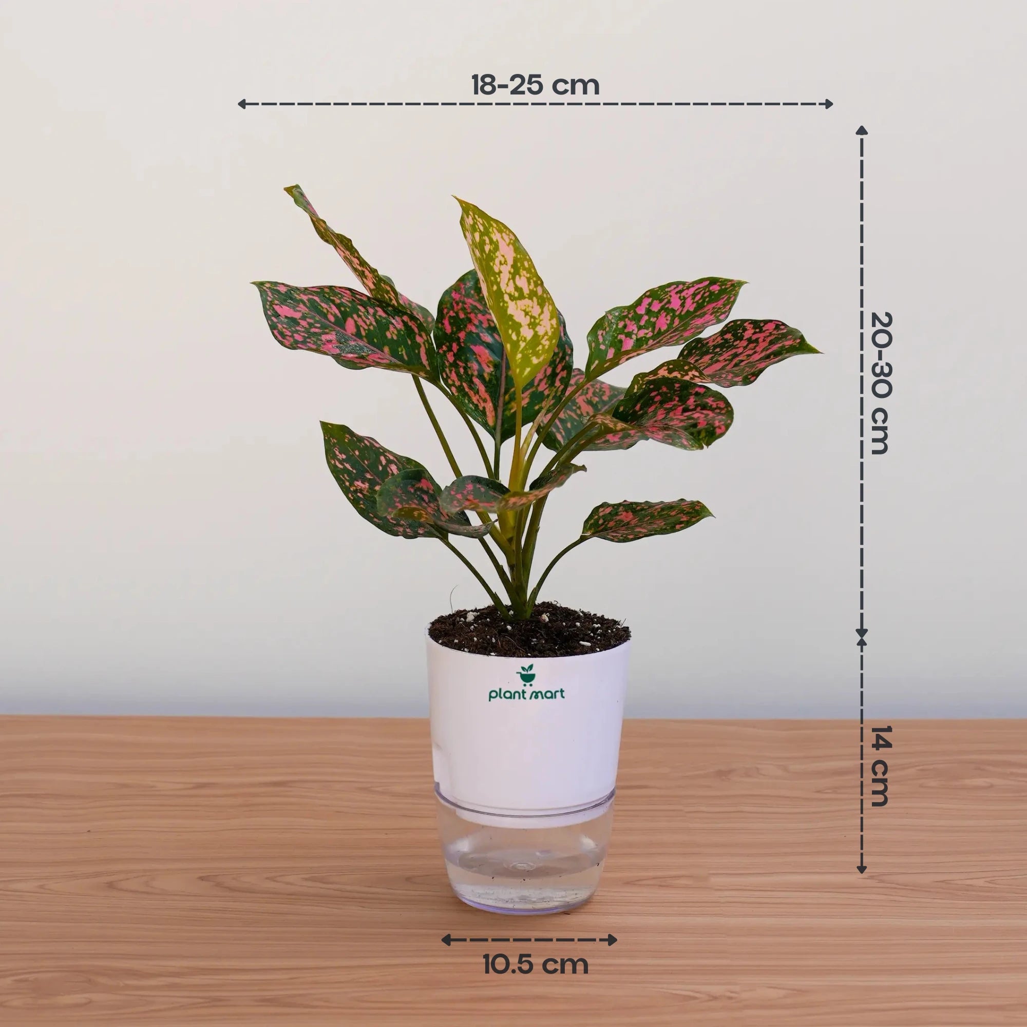 aglaonema pink dalmatian Aglaonema Pink Dalmatian – Beautiful Indoor Plant – PlantMart.pk