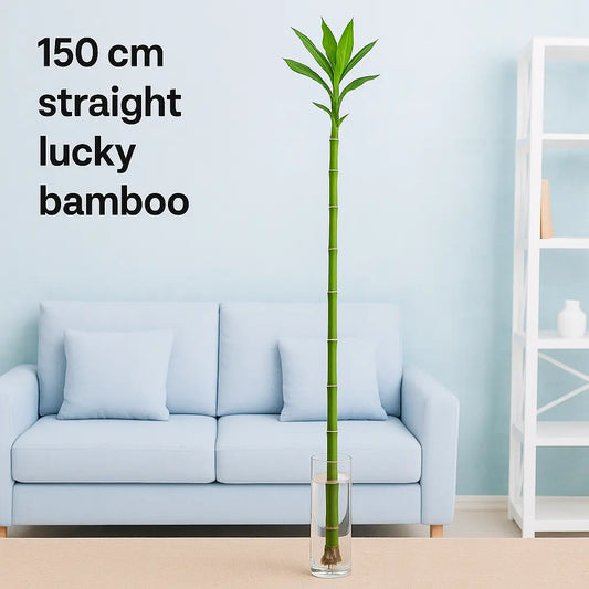 150 cm Straight Lucky Bamboo Stick – Tall Feng Shui Indoor Plant for Prosperity
