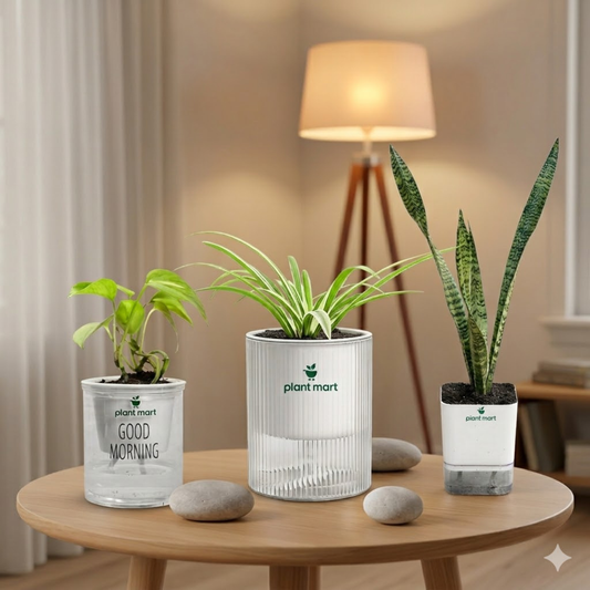 Bundles 1 (Sansevieria Snake Plant Moonshine Silver, Spider Plant, Morning Charm Money Plant Green) - PlantMart.pk
