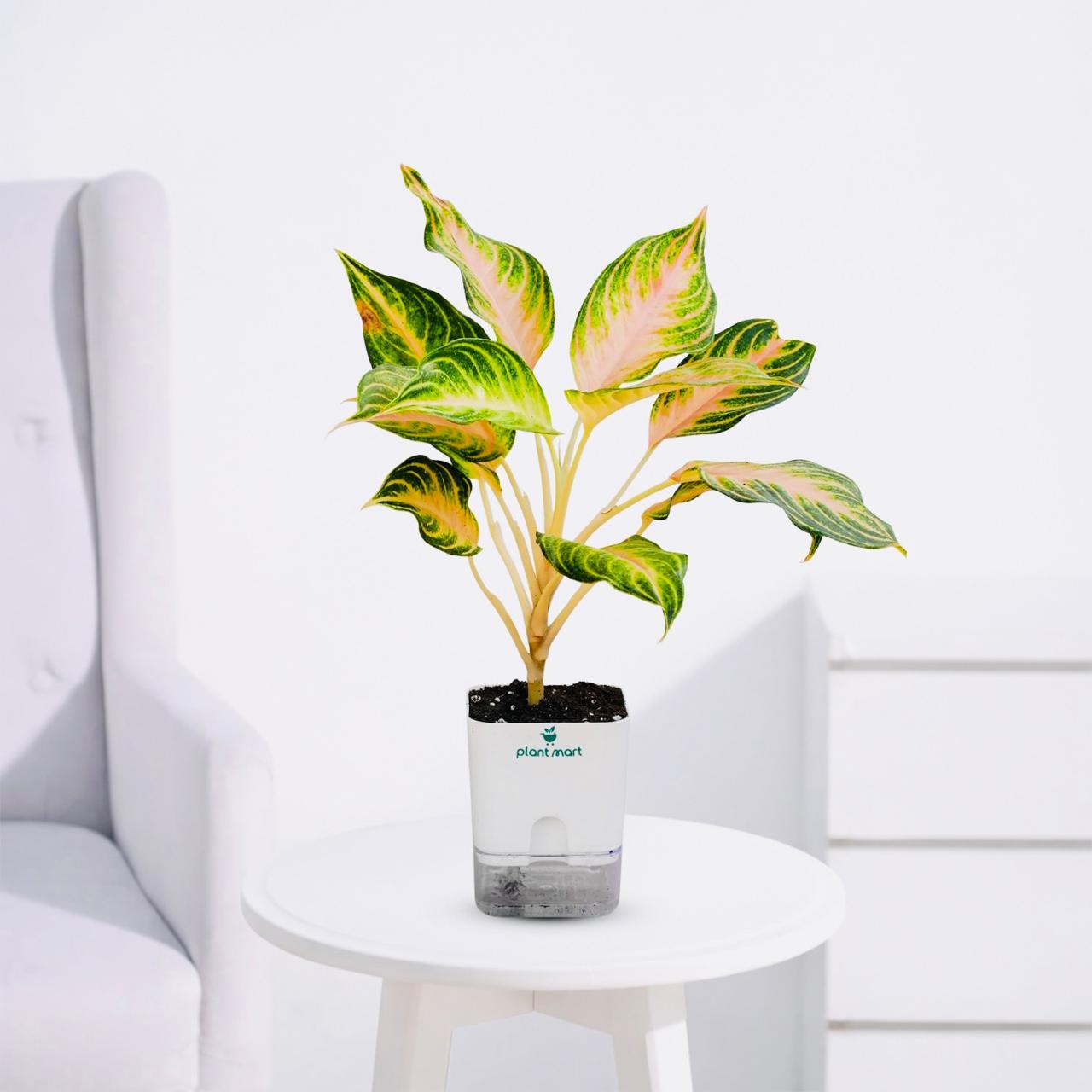 Aglaonema Super Red – Bright Pink Anjamani Plant - PlantMart.pk