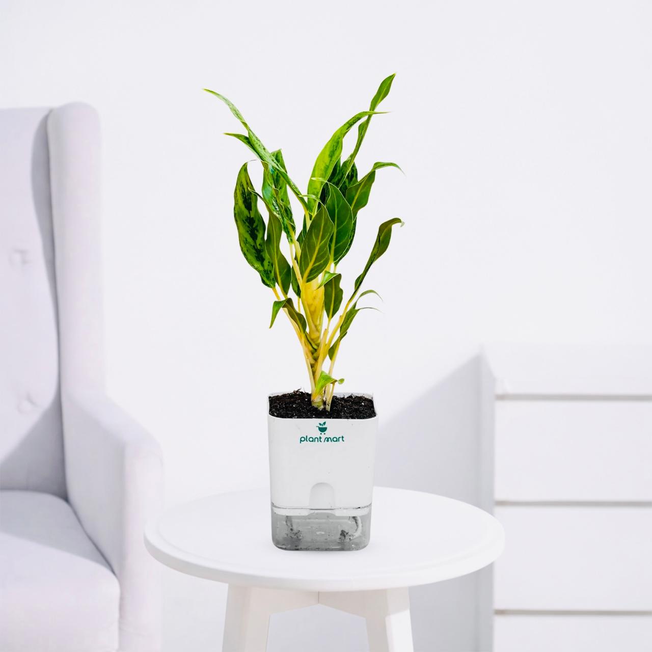 Aglaonema White Rajah – Premium Indoor Houseplant - PlantMart.pk