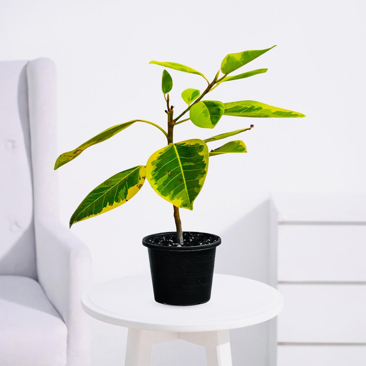 Rubber Plant Variegated – Elegant Indoor Ficus - PlantMart.pk