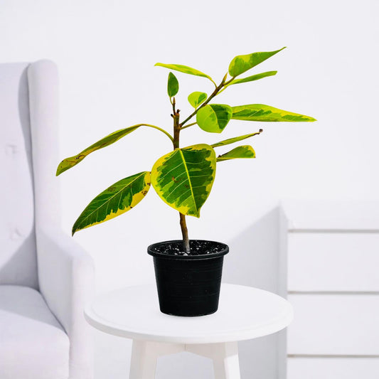 Rubber Plant Variegated – Elegant Indoor Ficus - PlantMart.pk