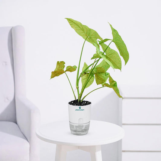 Syngonium Multi Color Plant (Pink, Green) - PlantMart.pk