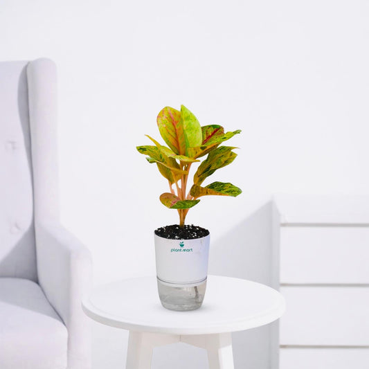 Aglaonema Red Gold – Multicolor Indoor Decorative Plant - PlantMart.pk