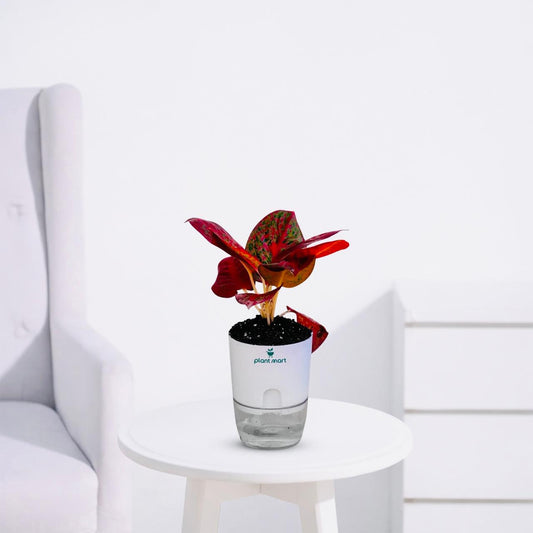 Aglaonema Siam Aurora – Red Siam Decorative Plant - PlantMart.pk
