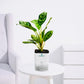 Aglaonema Silver Bay – Classic Silver Indoor Plant - PlantMart.pk