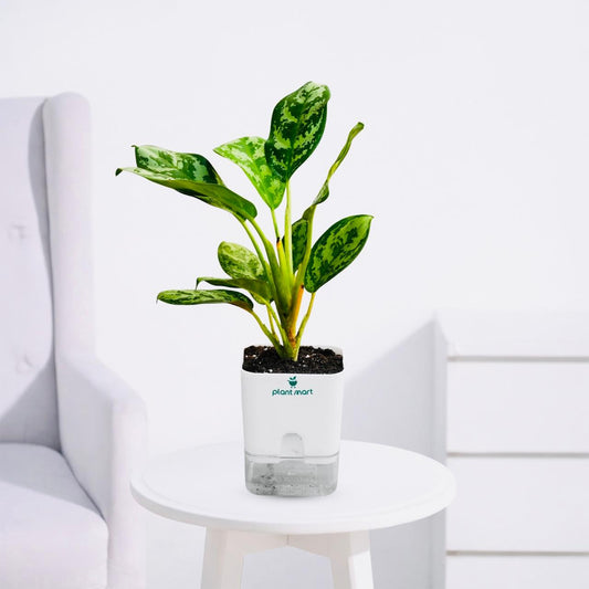 Aglaonema Silver Bay – Classic Silver Indoor Plant - PlantMart.pk