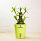 Green potted plant with a visible brand logo on a light background