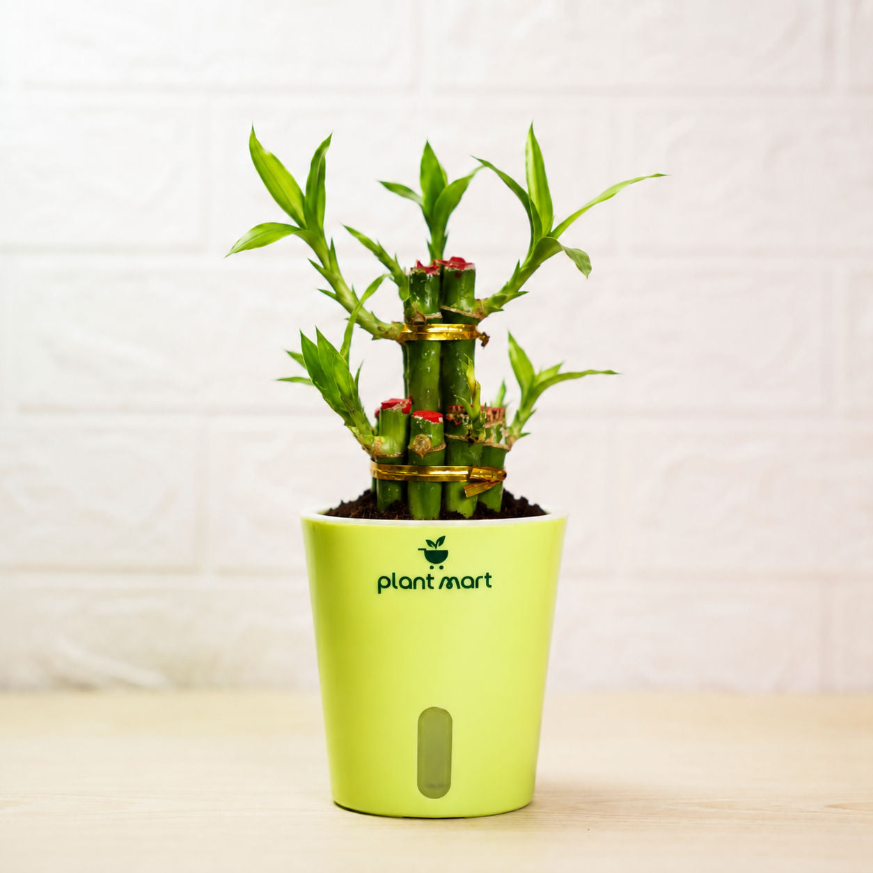 Green potted plant with a visible brand logo on a light background
