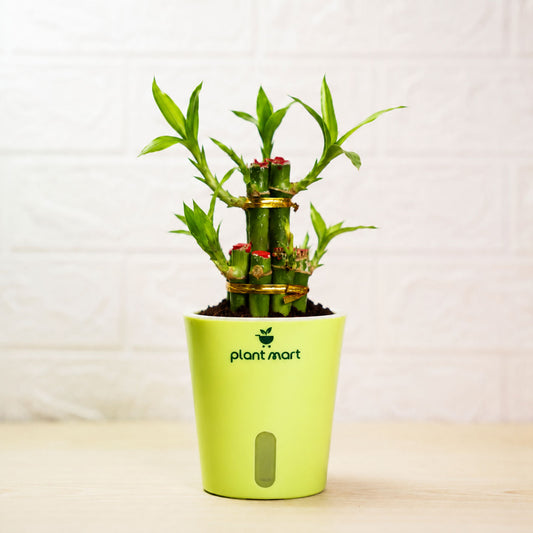Green potted plant with a visible brand logo on a light background