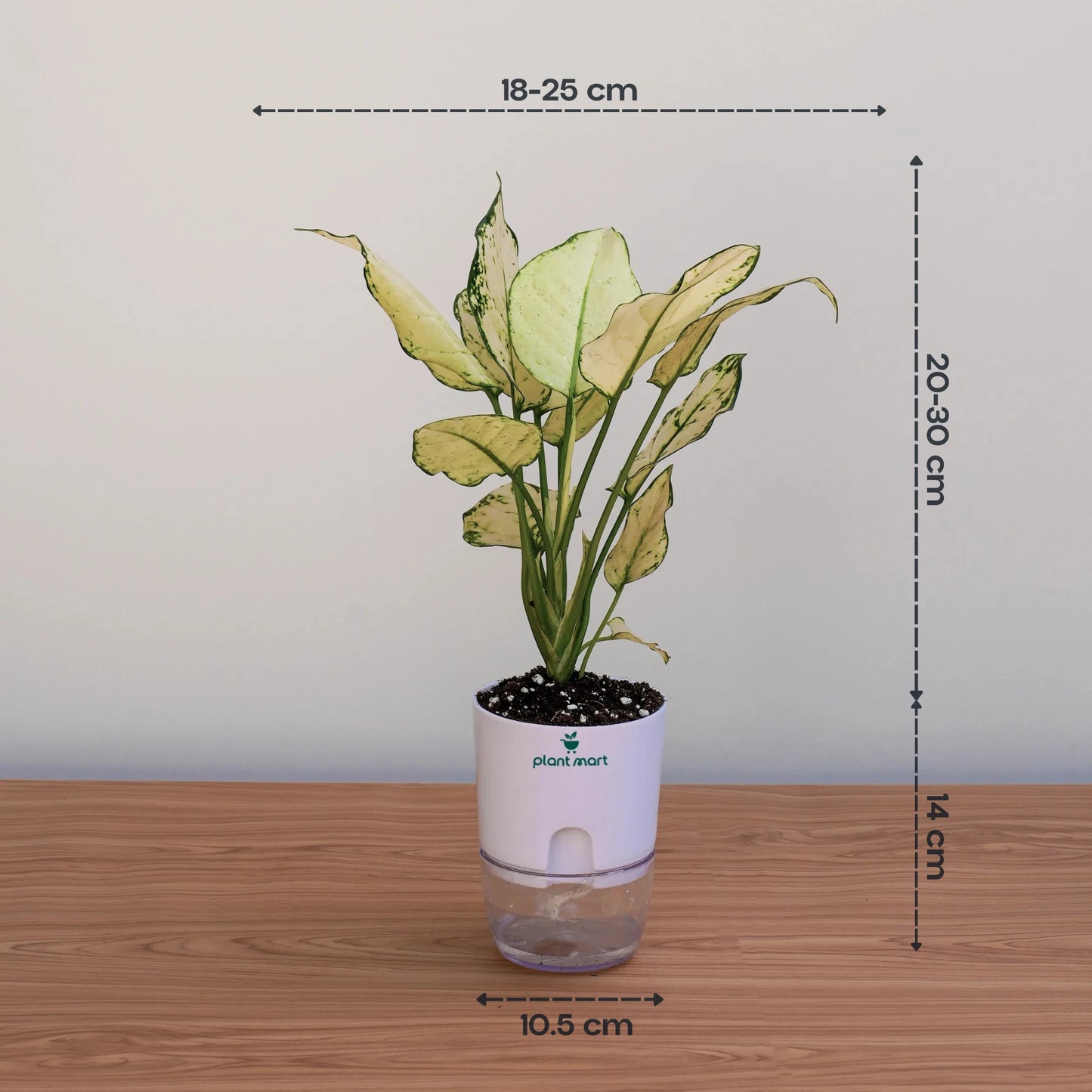 Aglaonema Snow White – Elegant White Indoor Plant