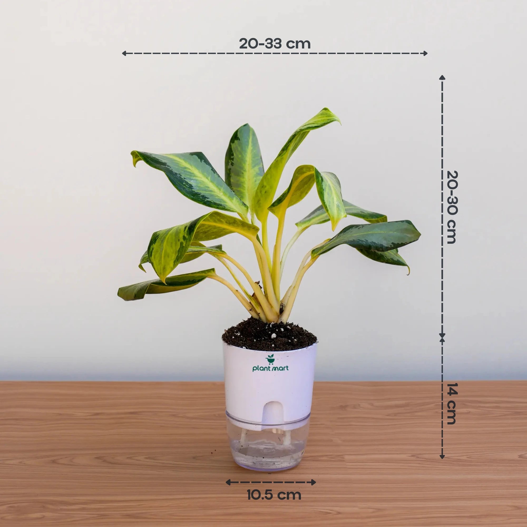 silver indoor plant Aglaonema Silver King – Elegant Silver Indoor Plant – PlantMart.pk