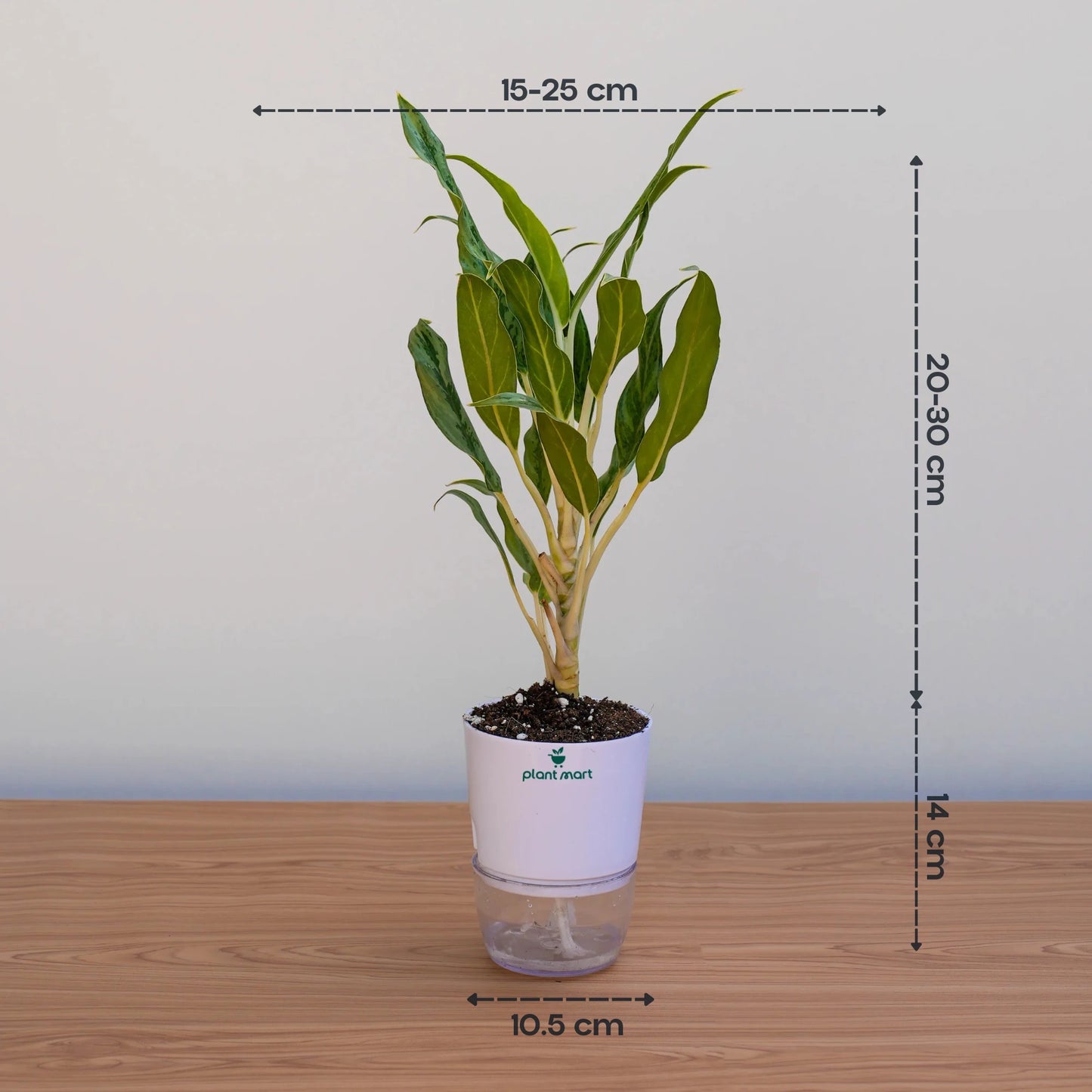 Aglaonema White Rajah – Premium Indoor Houseplant