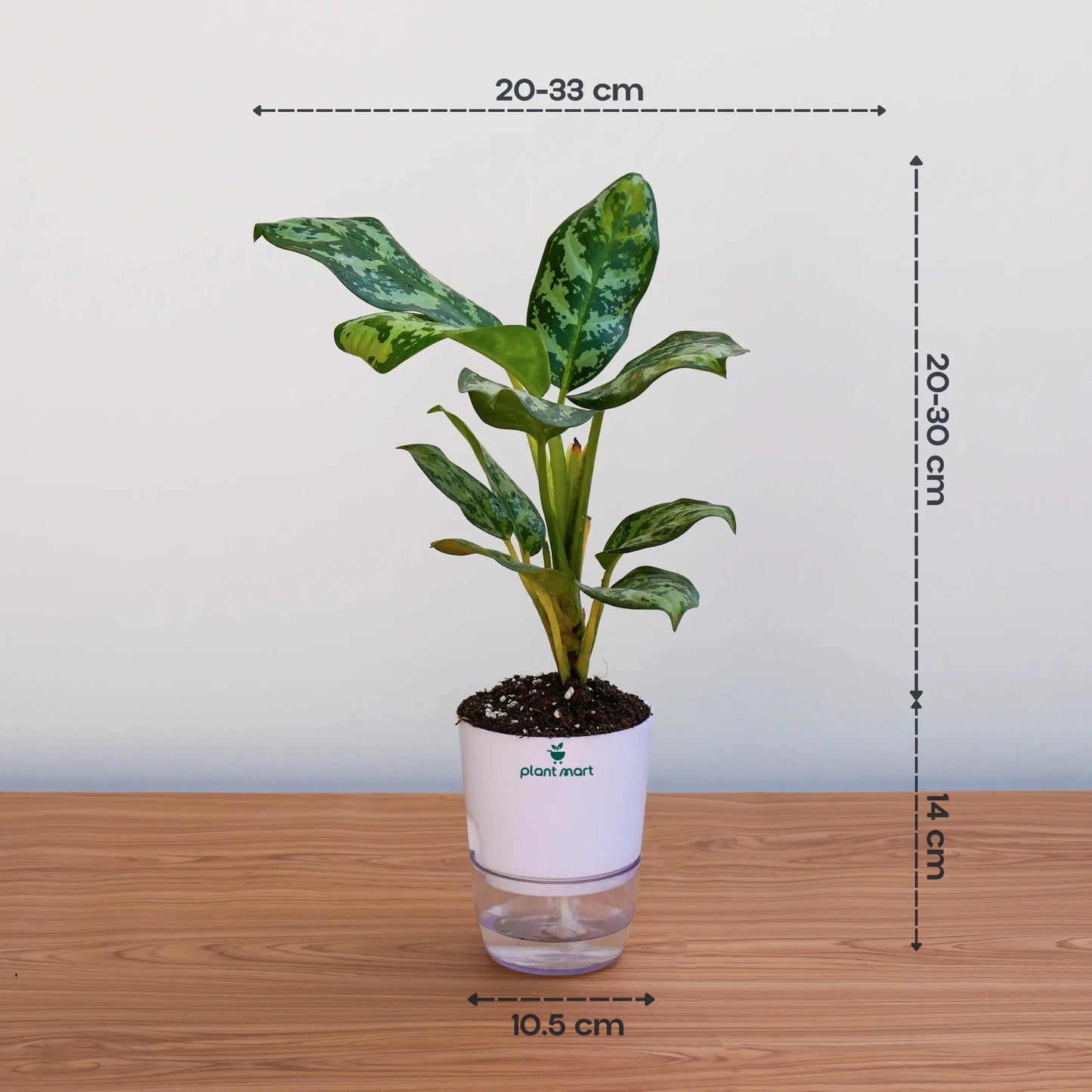 Aglaonema Silver Bay – Classic Silver Indoor Plant