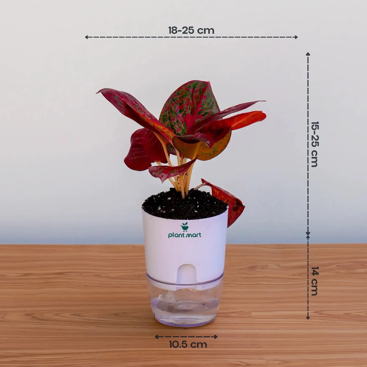 Aglaonema Siam Aurora (Red Siam)
