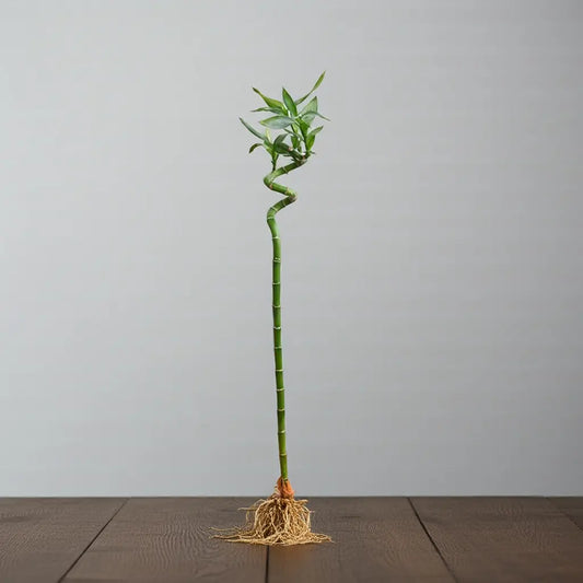 Buy spiral lucky bamboo stick indoor plant online in Pakistan