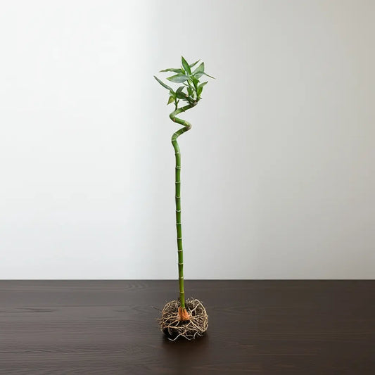 Tall, twisted green bamboo plant on a dark surface with a plain white background