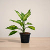 Potted plant with green leaves on a neutral background