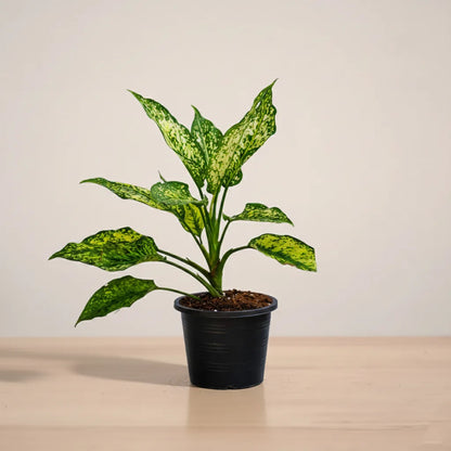 Potted plant with green leaves on a neutral background