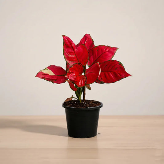 Potted plant with red leaves on a wooden surface and beige background