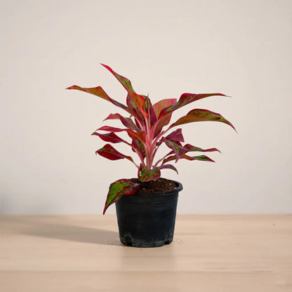 Potted plant with red and green leaves on a wooden surface with a beige background