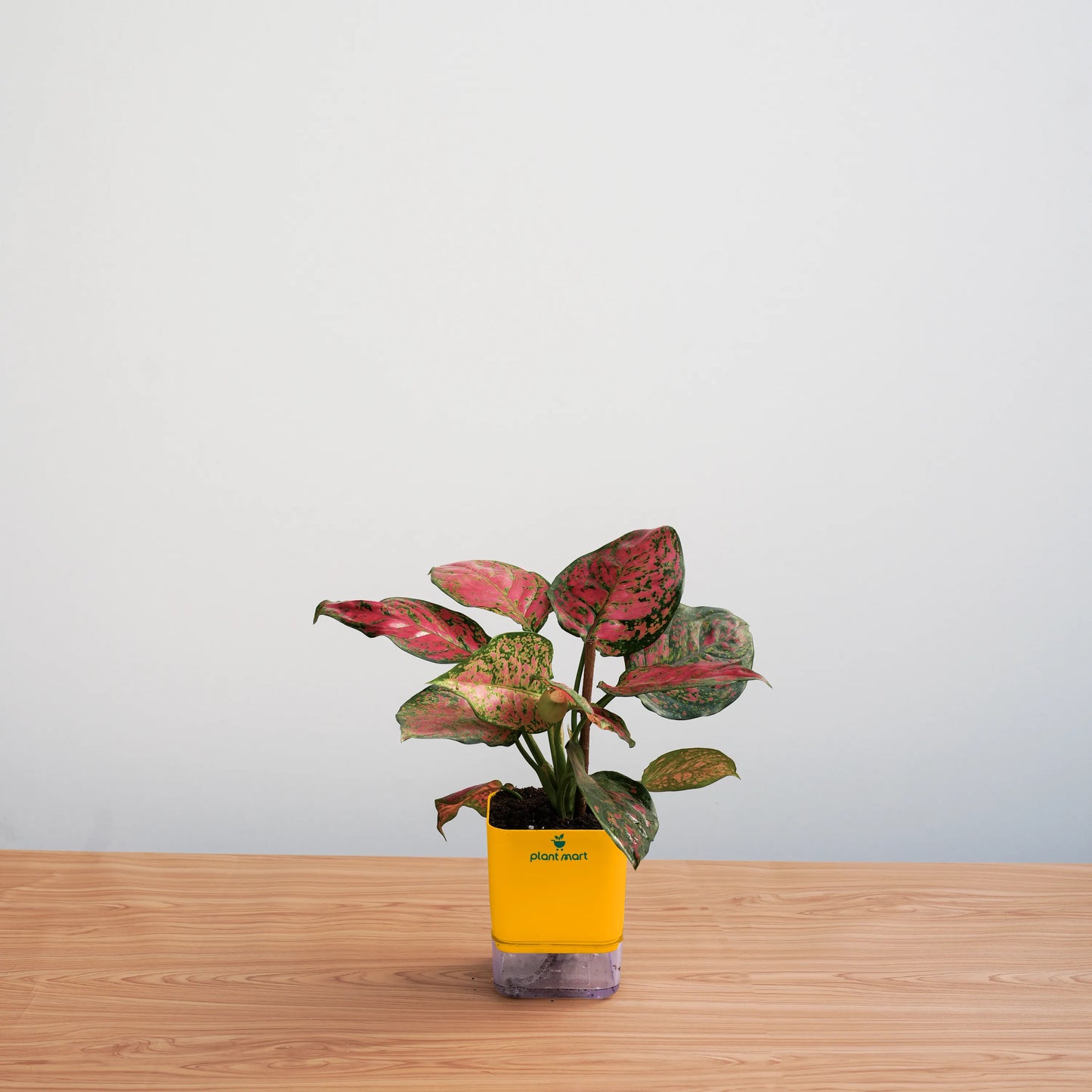 Aglaonema Pink Dalmatian – Charming Indoor Plant