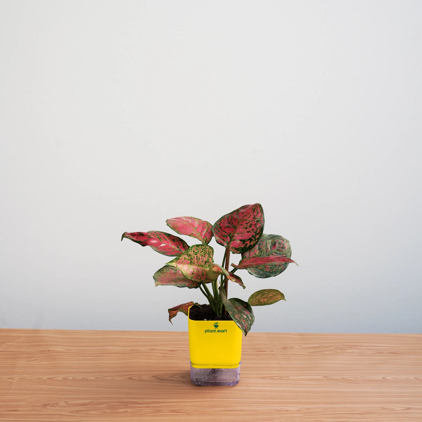 Aglaonema Pink Dalmatian – Charming Indoor Plant