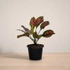 Potted plant with green and red leaves on a wooden surface with a beige background