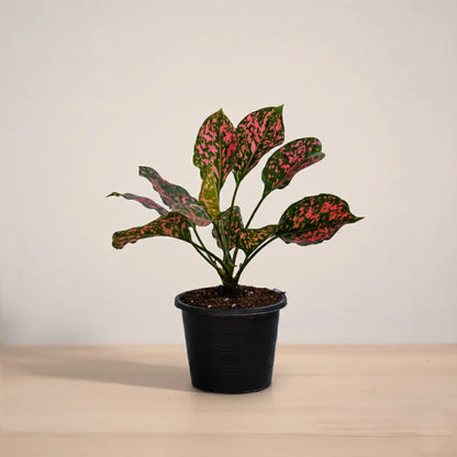 Potted plant with green and red leaves on a wooden surface with a beige background