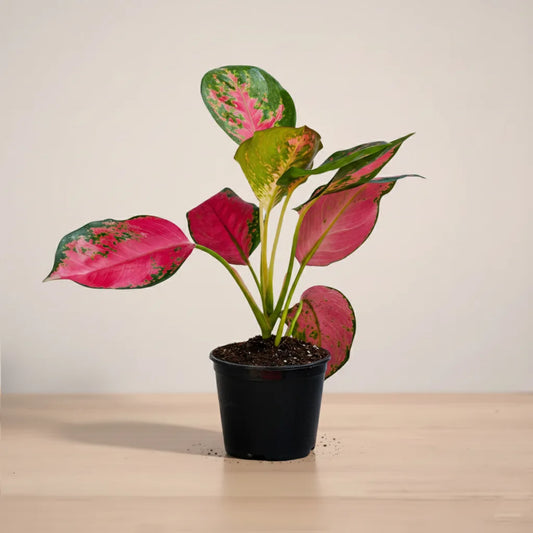 Potted plant with pink and green leaves on a wooden surface