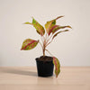Aglaonema-red-cochin_plantmart