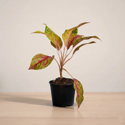 Aglaonema-red-cochin_plantmart