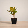 Potted plant with green leaves on a beige surface and background