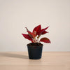 Potted plant with red leaves on a beige surface and background