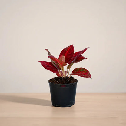 Potted plant with red leaves on a beige surface and background