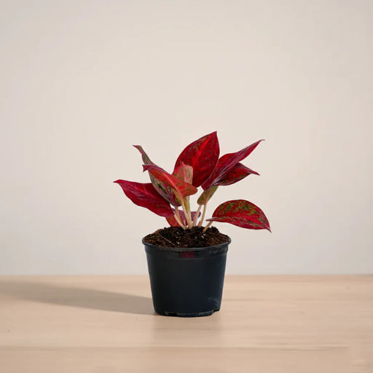 Potted plant with red leaves on a beige surface and background