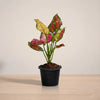 Potted plant with multicolored leaves on a neutral background