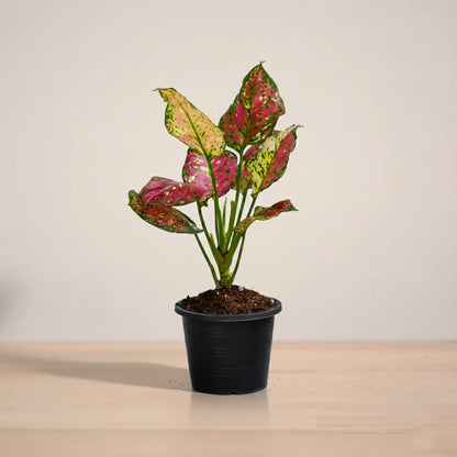 Potted plant with multicolored leaves on a neutral background